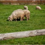 gorce_2016__img_7279